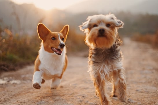 I love dogs A Corgi and a Yorkie running on a dirt road