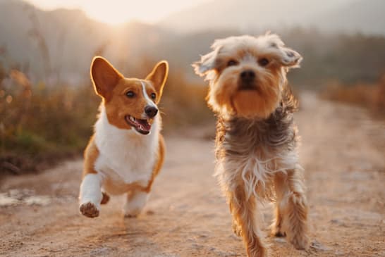 I love dogs A Corgi and a Yorkie running on a dirt road